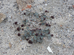 Pozoa coriacea