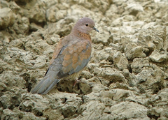 Streptopelia senegalensis