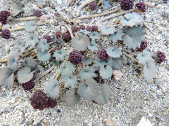 Pozoa coriacea