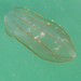 Brown Comb Jelly - Photo (c) Eric Heupel, some rights reserved (CC BY-NC-ND)