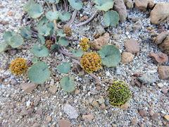 Pozoa coriacea