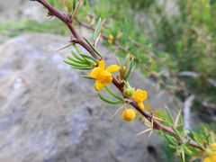 Berberis empetrifolia