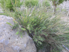 Berberis empetrifolia