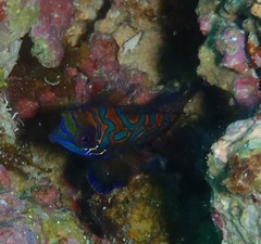 Mandarinfish