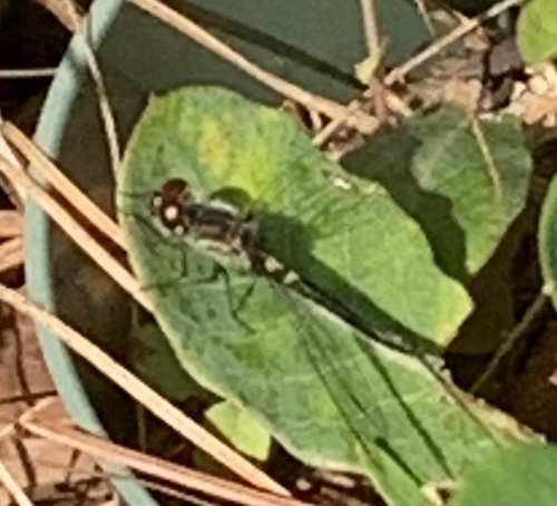 Double-ringed Pennant photo 6