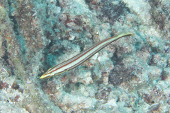 Hologymnosus doliatus