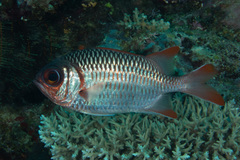 Myripristis violacea