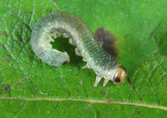 Euura hypoxantha