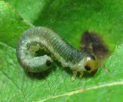 Euura hypoxantha
