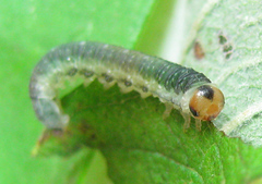 Euura hypoxantha
