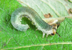 Euura hypoxantha