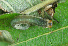 Euura hypoxantha