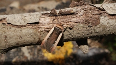 Ochropleura leucogaster