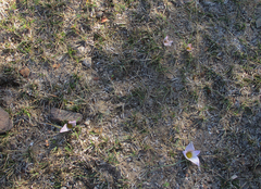 Colchicum melanthioides subsp. melanthioides image
