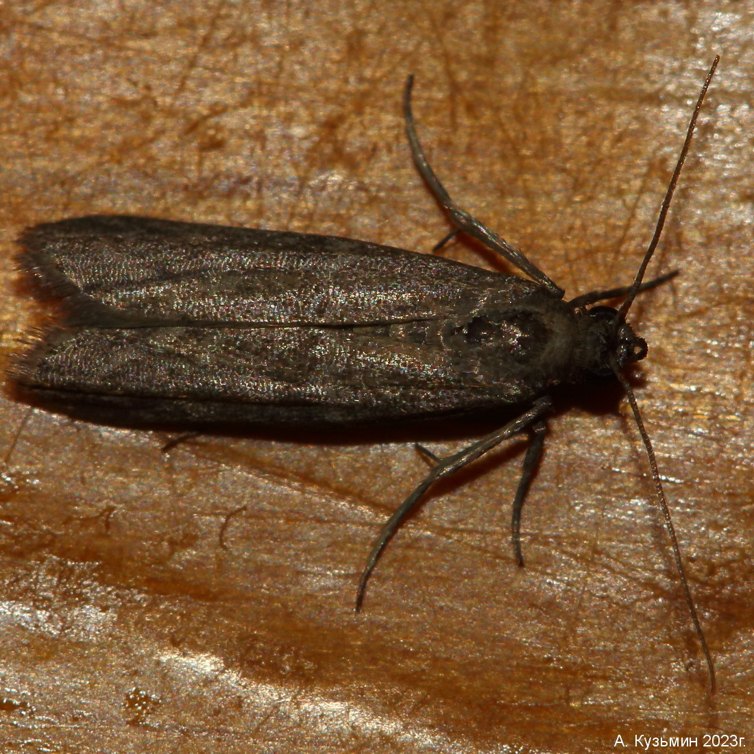 Бабочка семейства Огнёвки Настоящие (Pyralidae)
