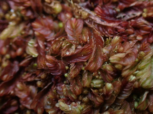 Image of Jungermannia rubra by no rights reserved