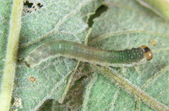 Euura hypoxantha