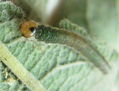 Euura hypoxantha