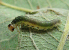 Euura hypoxantha