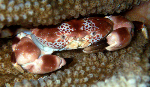 Xanthias punctatus observed 2023-06-24