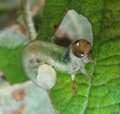 Euura hypoxantha