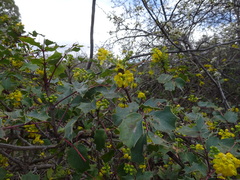 Berberis wilcoxii