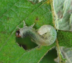 Euura hypoxantha