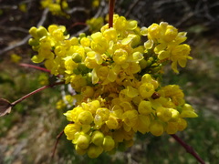 Berberis wilcoxii