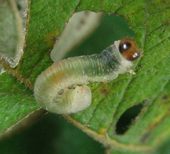 Euura hypoxantha