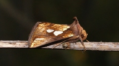 Plusia festucae