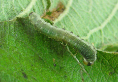 Euura hypoxantha