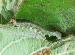 Euura hypoxantha