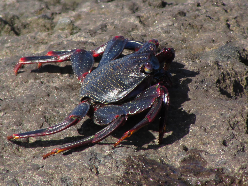 Grapsus