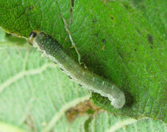 Euura hypoxantha