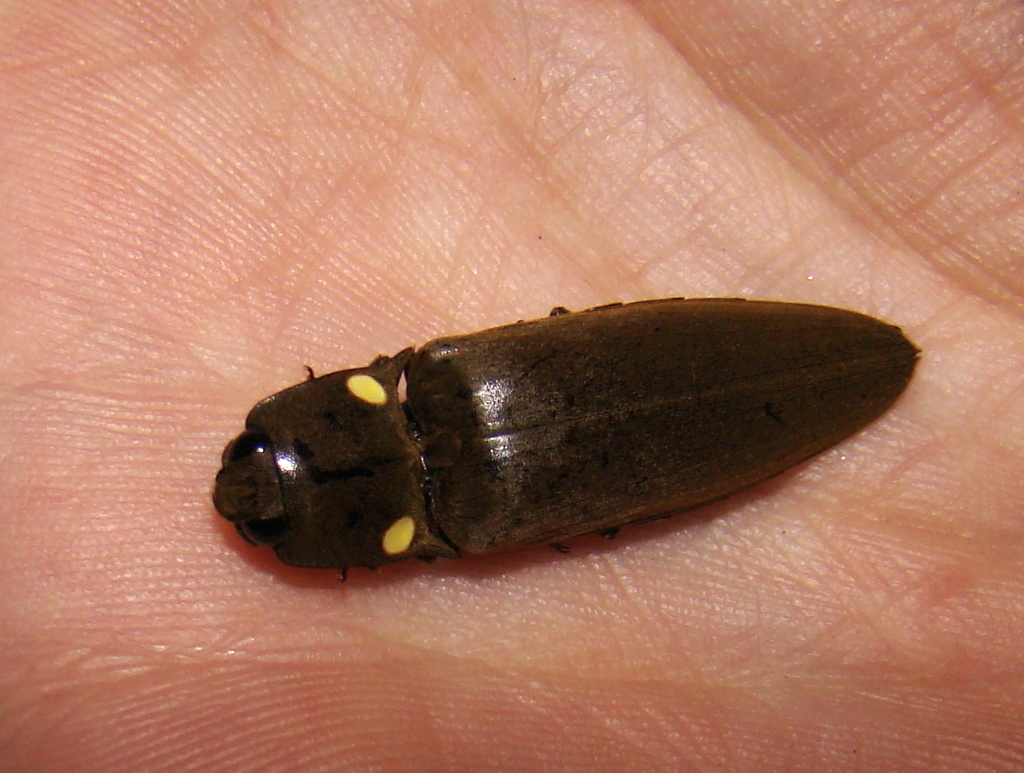 Fire Click Beetles (Genus Pyrophorus) · iNaturalist