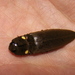 Pyrophorus noctilucus - Photo (c) Anita Gould，保留部份權利CC BY-NC