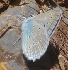 Polyommatus daphnis