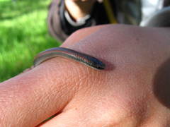 Contia tenuis