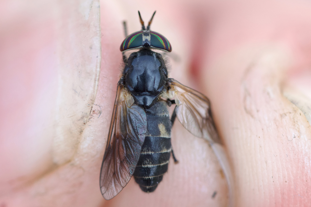 Hybomitra hinei