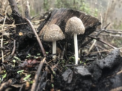 Coprinellus flocculosus