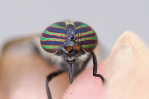 Hybomitra hinei photo 2