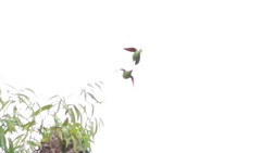 Cyclopsitta diophthalma