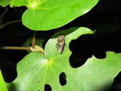 Helophilus antipodus