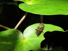Helophilus antipodus