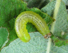 Pristiphora melanocarpa