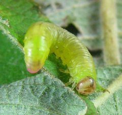 Pristiphora melanocarpa