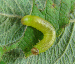 Pristiphora melanocarpa
