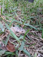 Osteopilus septentrionalis