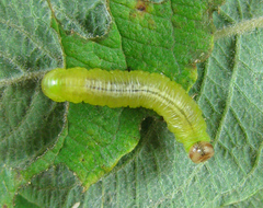 Pristiphora melanocarpa