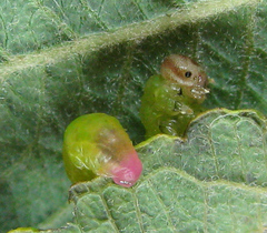 Pristiphora melanocarpa